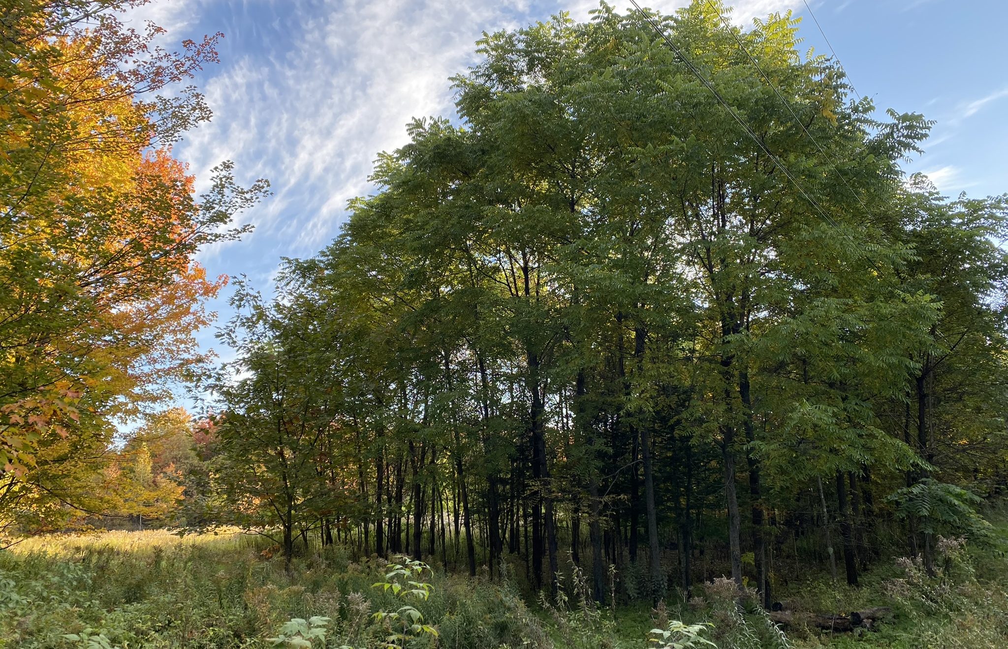 Charles Brousseau | Cultiver la forêt et sculpter l’héritage